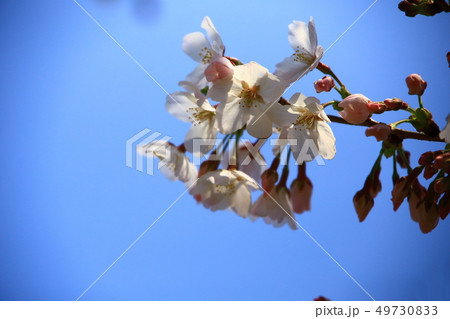 桜の花と青空 49730833