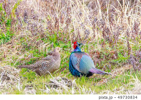 キジの番 キジの番 49730834