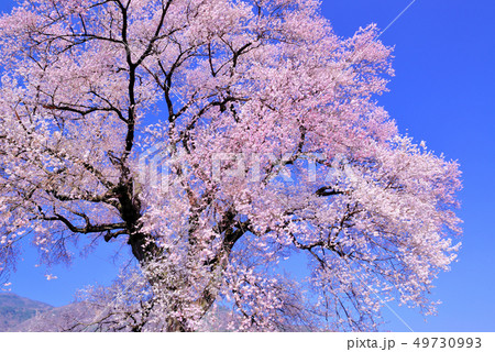 樹齢330年　わに塚の一本桜、春の花、さくら 49730993