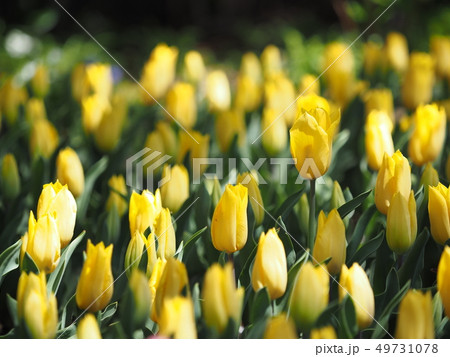 チューリップ 49731078