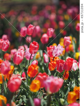 チューリップ 49731094