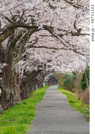 一目千本桜　桜並木　宮城 49731103