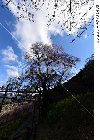 樹齢500年のひょうたん桜 49731488