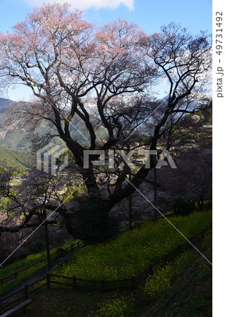 仁淀川のひょうたん桜 49731492