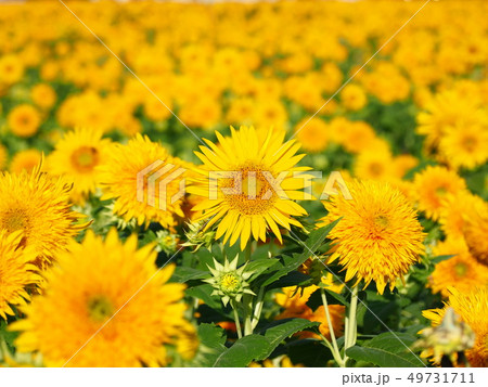 ひまわり ひまわり 49731711
