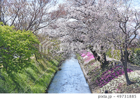 渋田川沿いの桜と芝桜 渋田川沿いの桜と芝桜 49731885