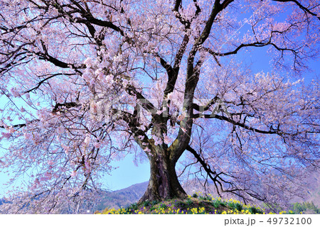 樹齢330年　わに塚の一本桜、春の花、さくら 49732100
