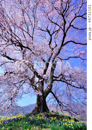 樹齢330年　わに塚の一本桜、春の花、さくら 49732101