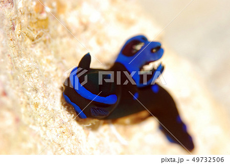 ウミウシ　ミドリリュウグウウミウシ 49732506