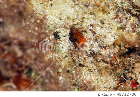 ハダカコケギンポ ハダカコケギンポ 49732706