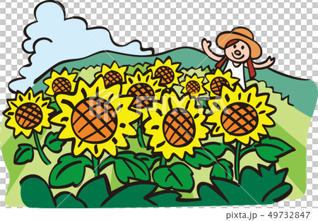 ひまわり畑 ひまわり畑 49732847