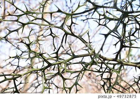 冬のカラタチの木 冬のカラタチの木 49732875