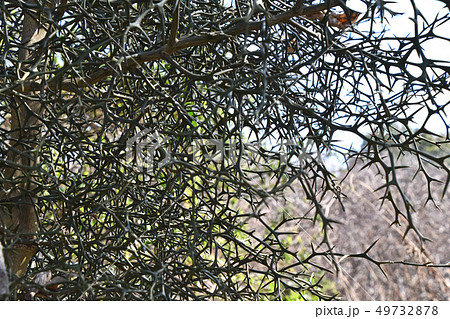 冬のカラタチの木 冬のカラタチの木 49732878