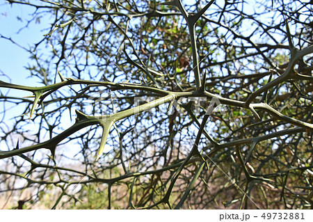 冬のカラタチの木 冬のカラタチの木 49732881