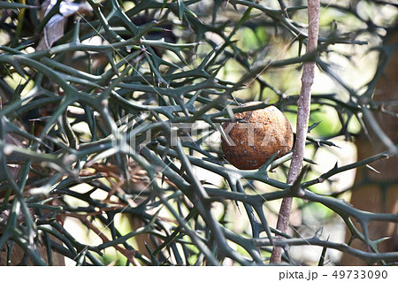 冬のカラタチの実 冬のカラタチの実 49733090