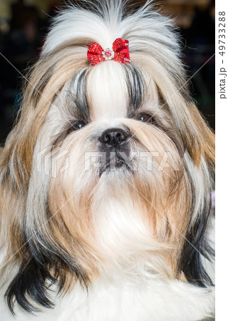 Close up portrait of Shih-tzu dog with red bow 49733288