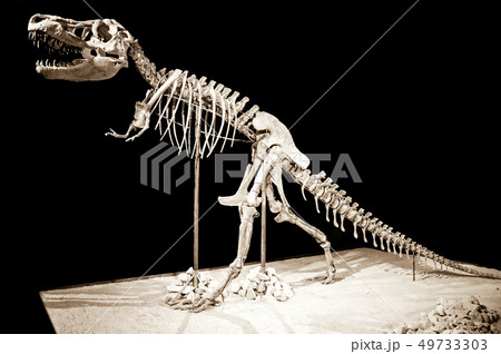 Dinosaur Taubosaurus Bataar 49733303