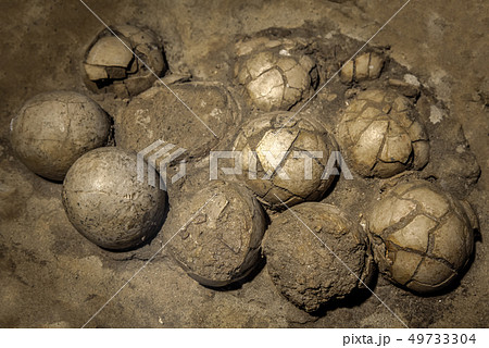 Dinosaur eggs in the nest 49733304