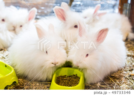Three funny fluffy white Angora rabbit in a cage. Three funny fluffy white Angora rabbit in a cage. 49733346