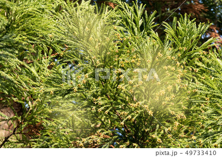 スギ花粉 49733410