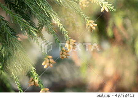 スギ花粉 49733413