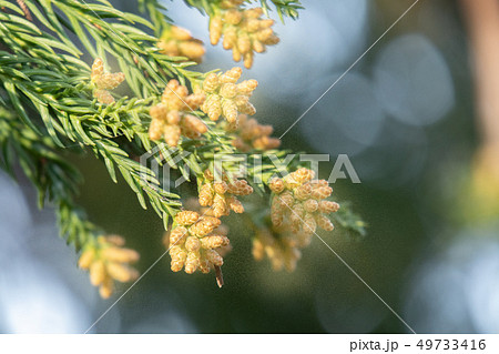 スギ花粉 49733416