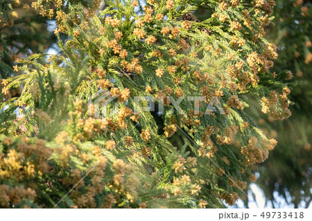 スギ花粉 49733418