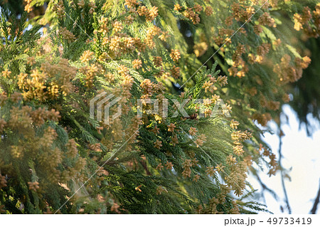 スギ花粉 スギ花粉 49733419