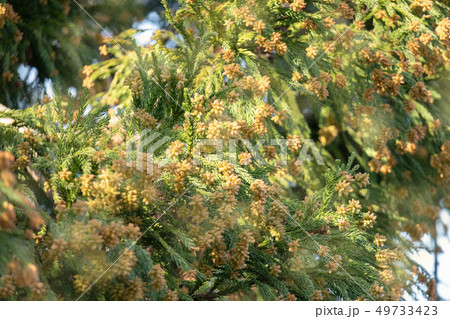 スギ花粉 49733423