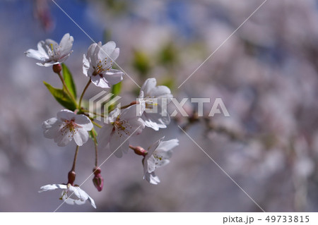 桜 桜 49733815