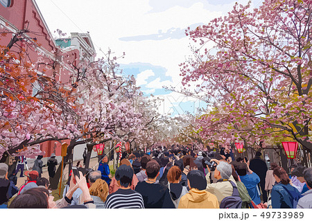 造幣局桜の通り抜け 造幣局桜の通り抜け 49733989