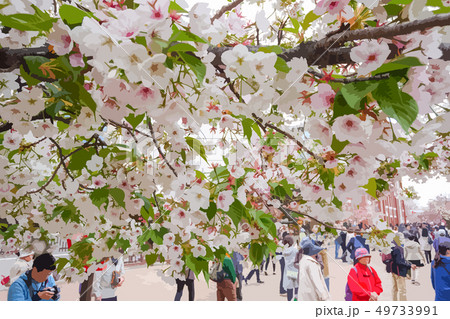 造幣局桜の通り抜け 49733991