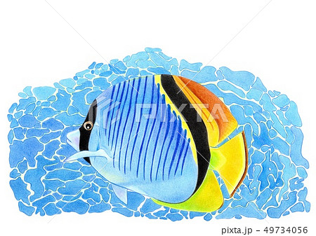 青い海と青い熱帯魚のイラスト素材