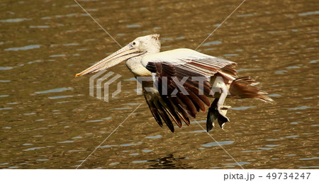 Spot billed pelican, Ranganathittu Bird Sanctuary Spot billed pelican, Ranganathittu Bird Sanctuary 49734247