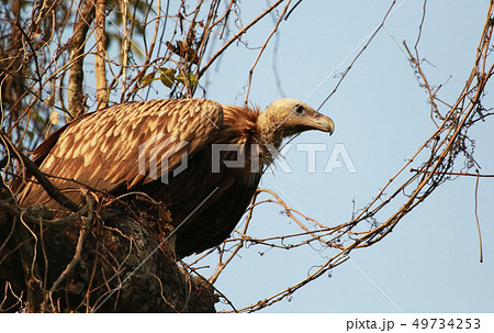 Long billed vulture, Kaziranga National park Assam Long billed vulture, Kaziranga National park Assam 49734253