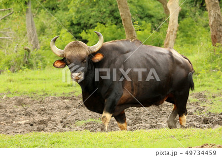 Indian Bull Guar, Bandipur National Park, India Indian Bull Guar, Bandipur National Park, India 49734459
