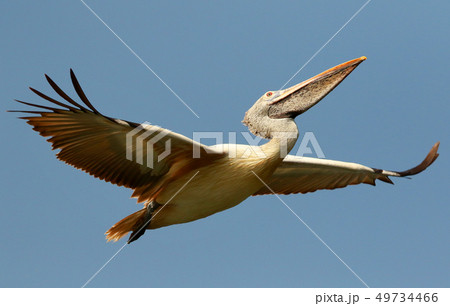 Spot Billed Pelican, Ranganathittu Bird Sanctuary 49734466