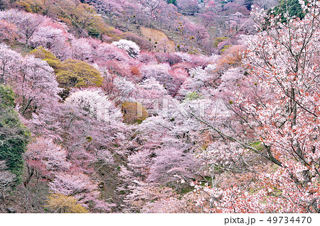 【吉野山の桜】 奈良県吉野郡吉野町吉野山 49734470