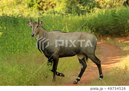Nilgai, Tadoba National Park, Maharashtra, India 49734526