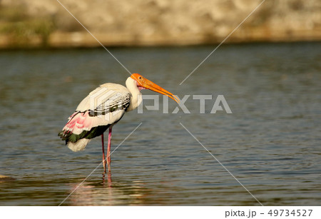 Painted Stork, Ranganathittu Bird Sanctuary, India 49734527