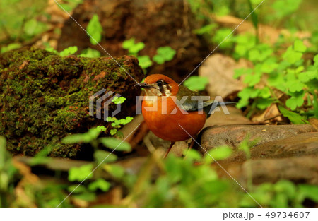 Orange headed ground thrush, Ganeshgudi, Karnataka 49734607