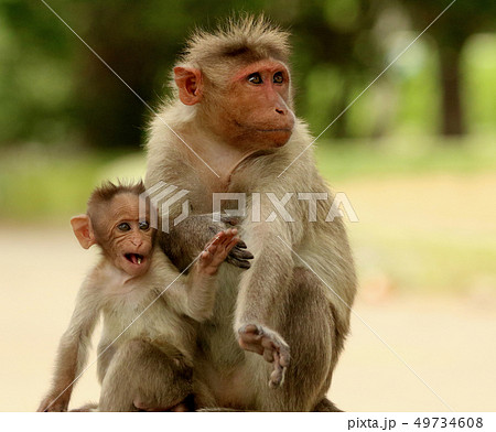Bonnet Maqaque, Bandipur National Park, Karnataka 49734608