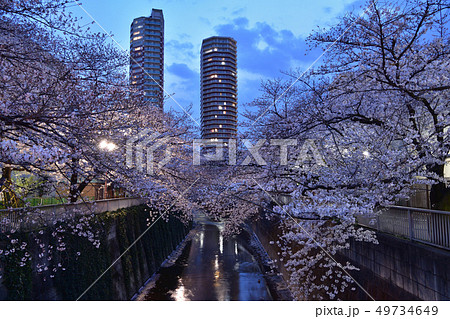 神田川・南小滝橋の夜桜 49734649