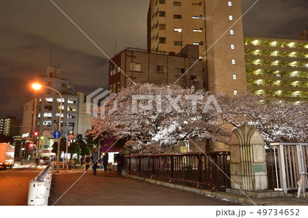神田川・小滝橋の夜桜 49734652