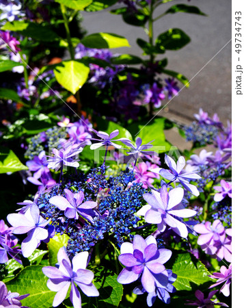 紫陽花 49734743