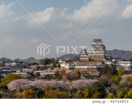 桜が満開の姫路城 桜が満開の姫路城 49734853
