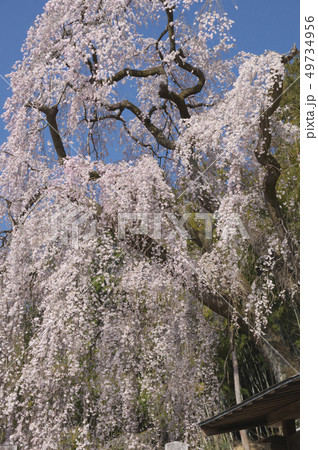 梅岩寺のしだれ桜 49734956