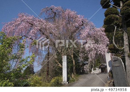 梅岩寺のしだれ桜 梅岩寺のしだれ桜 49734958