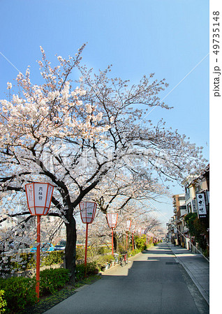 京都 宮川町の桜並木 京都 宮川町の桜並木 49735148
