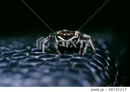 Jumping Spider, Satara, Maharashtra, India 49735217